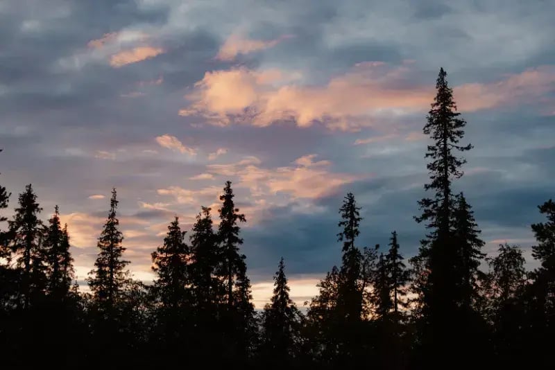Finnish forest summertime
