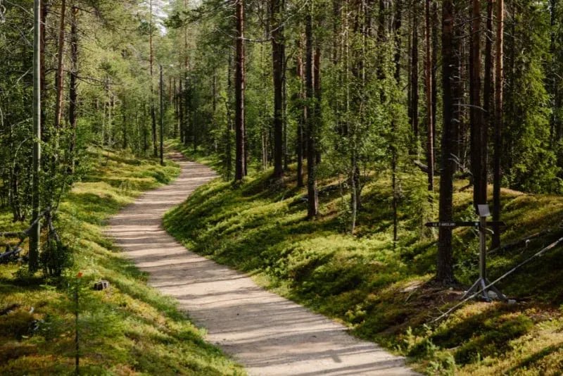 Puu-ekologinen-rakennusmateriaali